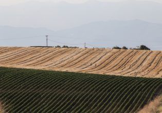 ΣΥΡΙΖΑ: Η κυβέρνηση Μητσοτάκη είναι ο φυσικός και ηθικός αυτουργός για την κατάρρευση του ΟΠΕΚΕΠΕ