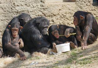 Έρευνα: Ο διαφορετικός τρόπος που «ντραμάρουν» οι χιμπατζήδες αποκαλύπτει τις ρίζες της μουσικής
